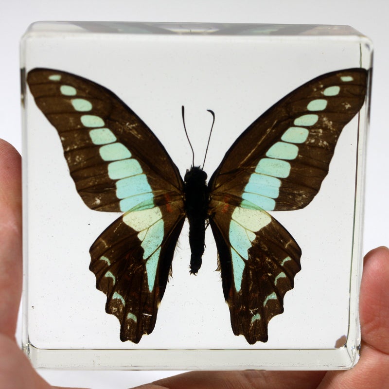 REALBUG Common Blue Bottle Butterfly Paperweight(3 x 3 x 1) - Image 2